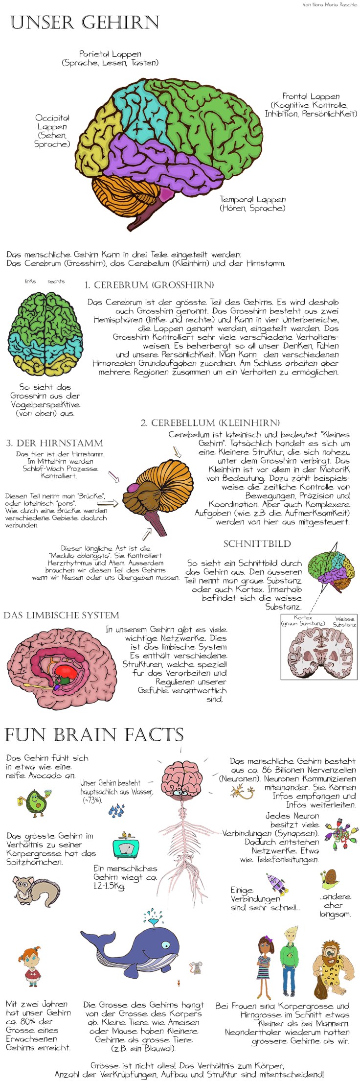 BrainAnatomy_Long_Deutsch