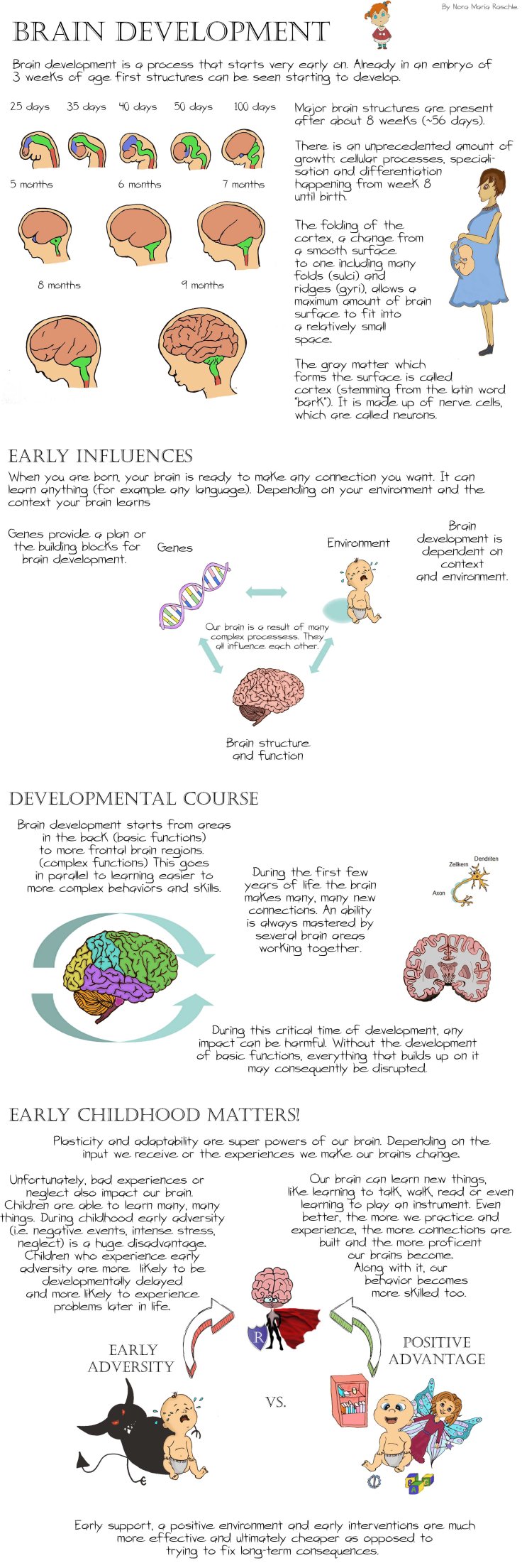 BrainDevelopment_Long